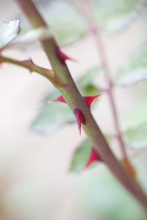 Close-up of red rose thorns  Shallow dofの写真素材