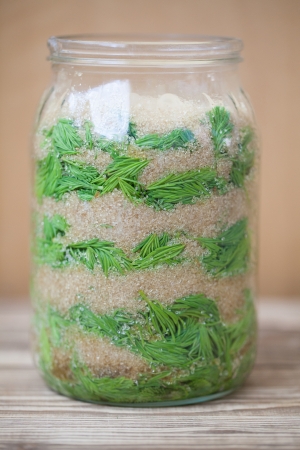 Jar with young spruce sprouts and cane sugar - making spruce syrup, alternative medicine for cough, cold or fluの写真素材