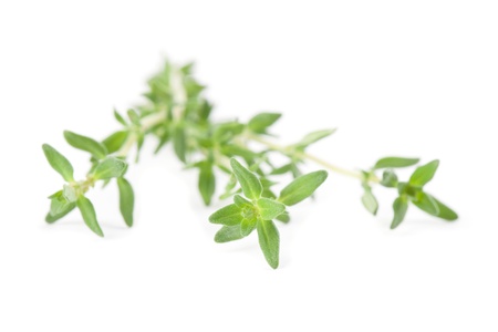 Close-up of thyme isolated on white background  Shallow dofの写真素材