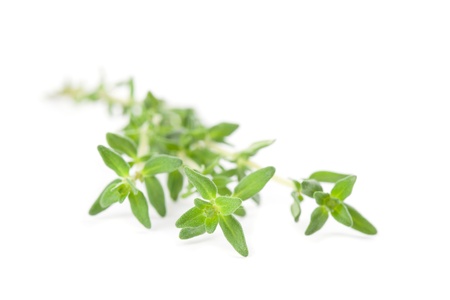 Close-up of thyme isolated on white background  Shallow dofの写真素材