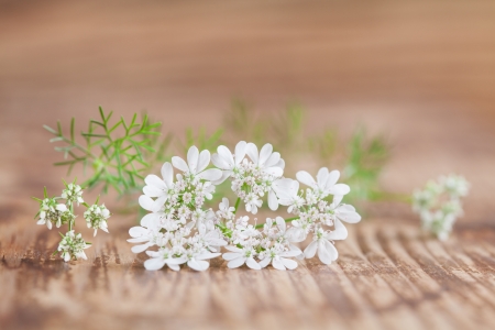 Little white cilantro flowers on wooden backgroundの写真素材