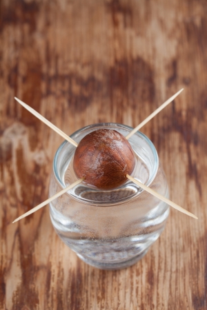 Avocado seed in glass with water first growth stage of avocado plantの写真素材