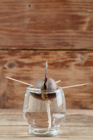 Avocado seed with root and sppprout in glass with water third growth stage of avocado plantの写真素材