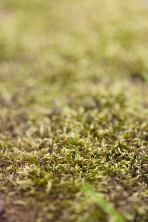 Close up of moss  Very shallow dofの写真素材