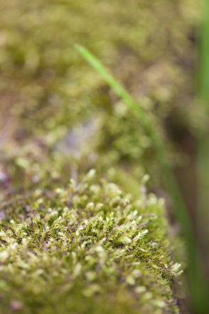 Close up of moss  Very shallow dofの写真素材