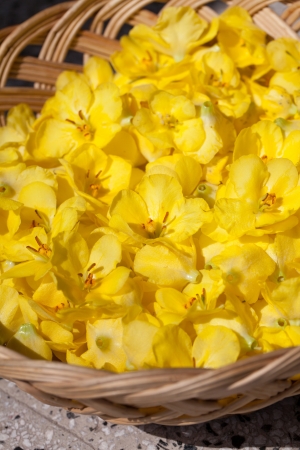Close-up of yellow mullein flowers in a basketの写真素材