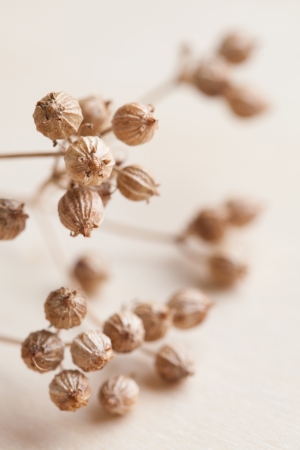 Close-up of little coriander seeds  Shallow dofの写真素材