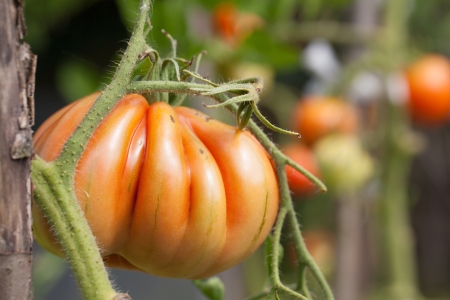 Organic heirloom tomatoes on a bush  Shallow dofの写真素材