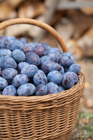 Fresh organic plums in a wicker basketの写真素材