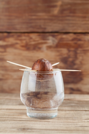 Avocado seed in glass with water â first growth stage of avocado plantの写真素材