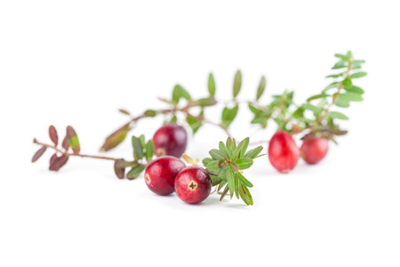 Fresh organic cranberries isolated on white の写真素材