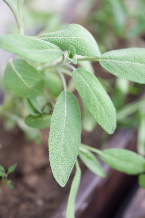 Close-up of a sage in a flowerpot  Shallow dofの写真素材
