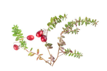 Fresh organic cranberries isolated on white backgroundの写真素材