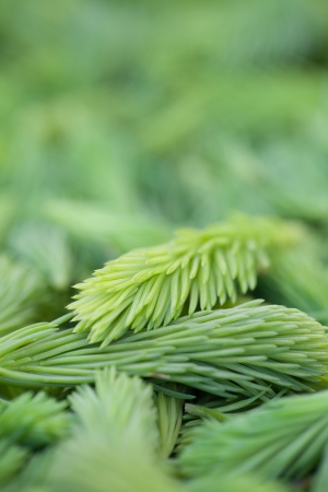 freshly picked young spruce sproutsの写真素材
