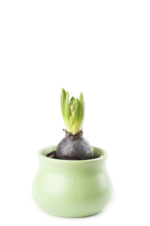 Pink hyacinth in a bud stage of growthの写真素材