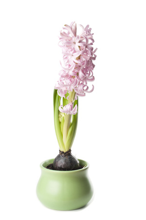 Pink hyacinth isolated on white の写真素材