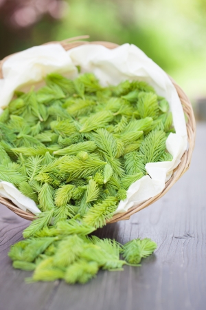 Freshly picked young spruce sprouts in a wicker basketの写真素材