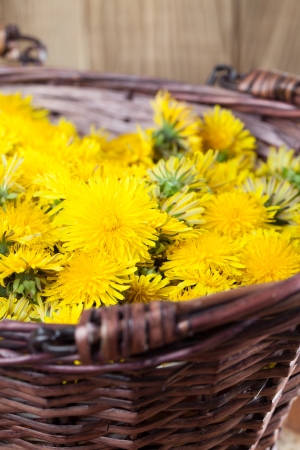 Freshly picked dandelions in a wicker basketの写真素材