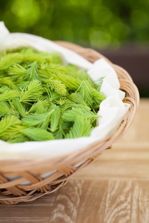 Freshly picked young spruce sprouts in a wicker basketの写真素材