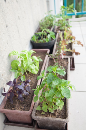 Flowerpots with herbs on a balcony  Shallow dofの写真素材