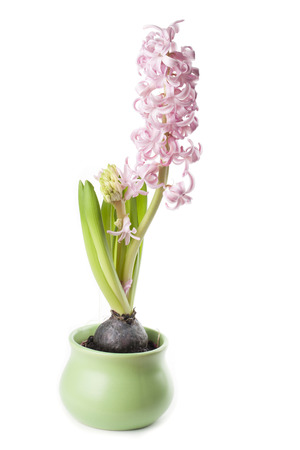 Pink hyacinth isolated on white backgroundの写真素材