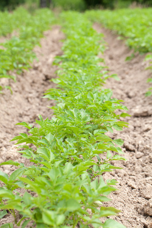 Rows of potato plants in a fieldの写真素材