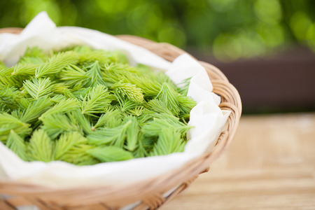 Freshly picked young spruce sprouts in a wicker basketの写真素材
