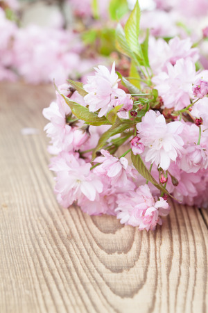Sakura â Japanese pink cherry blossoms on wooden backgroundの写真素材
