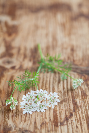 Little white cilantro flowers on wooden backgroundの写真素材