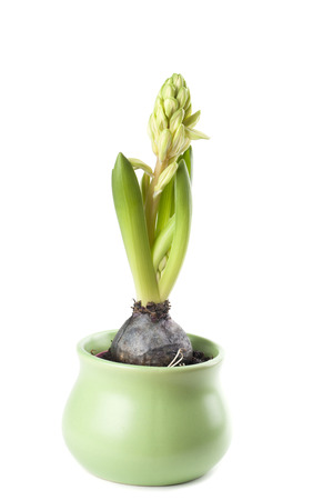 Pink hyacinth in a bud stage of growthの写真素材