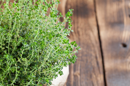 Lemon thyme plant in a paper bag on wooden background. Shallow dof