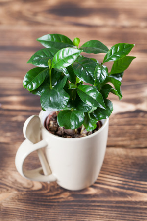 Coffee plant seedlings in a mug. Shallow dofの写真素材