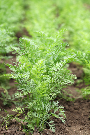 Garden bed with carrots growing in rowsの写真素材