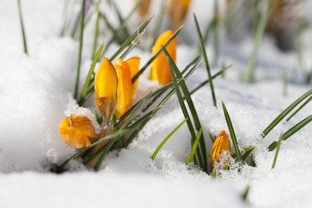 Bright yellow crocuses sprouting from the snowの写真素材