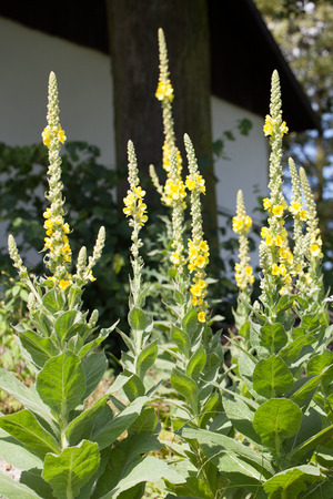 Yellow verbascum plants growing in a gardenの写真素材