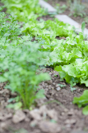 Lettuce growing in rows in the garden bedの写真素材
