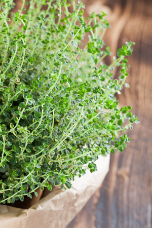 Lemon thyme plant in a paper bag on wooden background. Shallow dofの写真素材