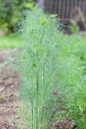 Dill growing in rows in the garden bedの写真素材
