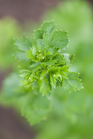 Young celery sprouting from the ground. Shallow dofの写真素材