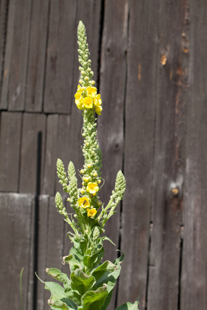 Yellow verbascum plants growing in a gardenの写真素材