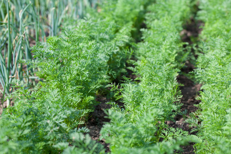 Garden bed with carrots growing in rowsの写真素材