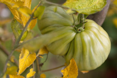 Organic heirloom tomatoes on a bush. Shallow dofの写真素材