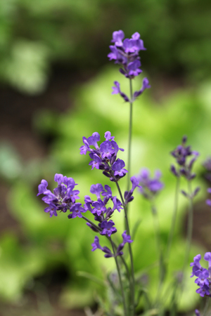 Close-up of beautiful fragrant lavender. Shallow dofの写真素材