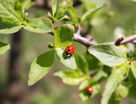 Ladybird sitting on a green leaf in sunny dayの写真素材
