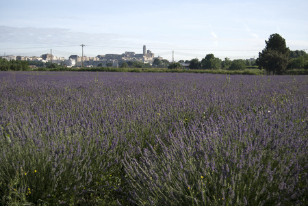 Field with rows of lavender in a sunny day, with a city in the background. Bokeh. Close-up.の写真素材