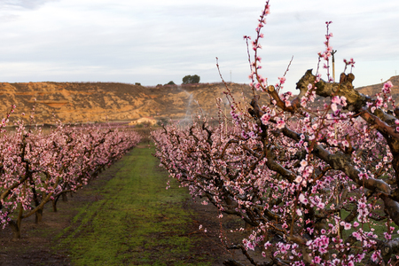 Field of peach tree in bloom, with sprinklers. Protection against ice.の写真素材