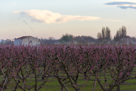 Field of peach tree in bloom, with sprinklers. Protection against ice.の写真素材