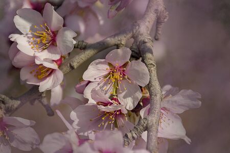 Branch of almond tree in bloom. White and pink delicate flowers. Natural background. Aitona flowersの写真素材