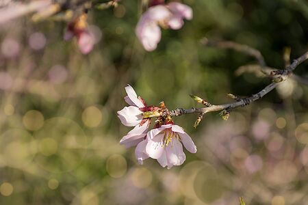 Branch of almond tree in bloom. White and pink delicate flowers. Natural background. Aitona treesの写真素材