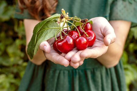 Isolated young woman with big red cherries in her hands. Cherry with leaf and stalk.の写真素材